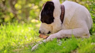 Orta Asya çoban köpeği yaz aylarında çimlerin üzerinde bir çubuk kemirir..