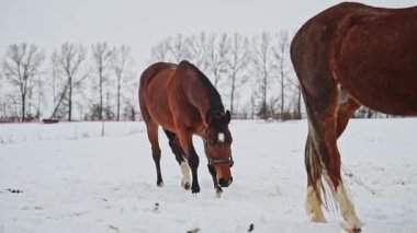 Kışın dört nala koşan kırmızı atlar, 4k 'lık görüntüler.
