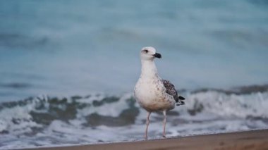 Sahilde arka planda deniz olan martıların yavaş çekim görüntüleri..