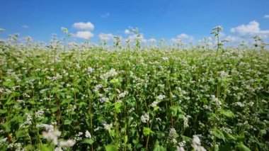 Yazın güneşli bir günde karabuğday tarlası ve mavi gökyüzü arka planı. Yavaş çekim, 4k görüntü.