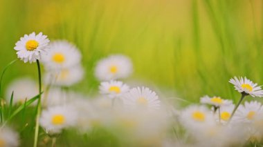 Papatya ya da papatya çiçeği. 4k görüntü.