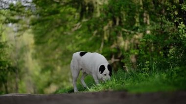 Orta Asya Çoban Köpeği parkta yürüyor, 4K görüntü..