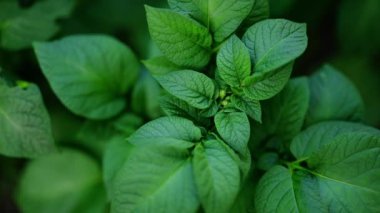 Patates hasadı yeşili yapraklar arka plan. 4k görüntü.