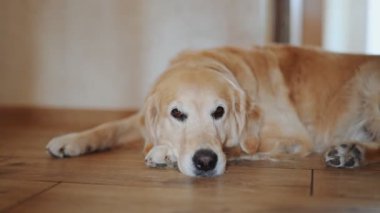 Yerde yatan Golden Retriever.