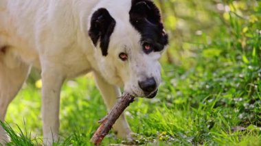 Orta Asya çoban köpeği yaz aylarında çimlerin üzerinde bir çubuk kemirir..