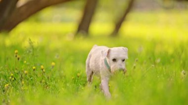 Parkta yürüyen sevimli beyaz köpek, 4K görüntü.