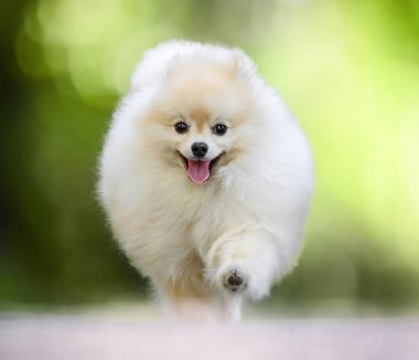 Çekici Pomeranian Spitz köpeği güneşli bir günün tadını çıkarıyor, neşeli ve hayat dolu kişiliğini sergiliyor..