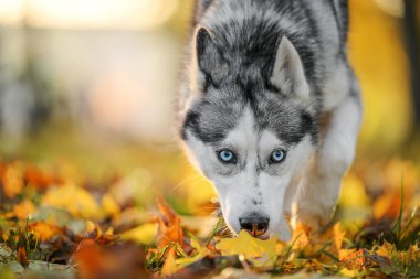 Sıcak sonbahar parkında iri kıyım bir köpek .