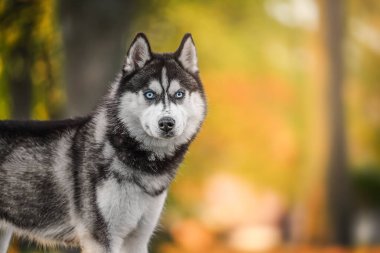 Neşeli bir parkta güneşli bir sonbahar gününün tadını çıkaran, renkli sonbahar yapraklarıyla çevrili bir köpek..