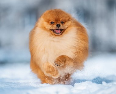 Pomeranian Spitz köpeği sevinçle karda koşuyor, kış eğlencesinin özünü yakalıyor..