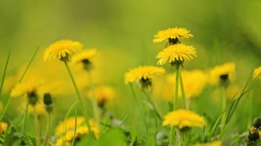 Karahindiba tarlası sarı çiçekleri yavaş çekimde uçuyor. 4k görüntü.