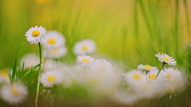 Papatya ya da papatya çiçeği. 4k görüntü.