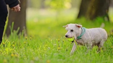 Parkta koşan minyatür beyaz Schnauzer köpeği, 4K görüntü.