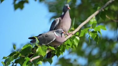 İki güvercin bir ağaç dalında kavga ediyor.