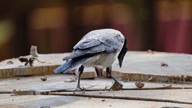 Kapüşonlu karga gagasında fındık tutuyor..