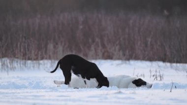 Beyaz bir Alabai ve Pitbull güneşli güneşin altında neşeyle oynarlar, 4K ağır çekimde yakalanırlar..