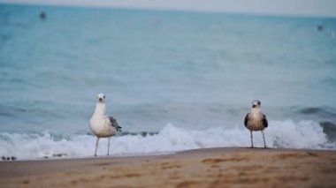 Sahilde arka planda deniz olan martıların yavaş çekim görüntüleri..
