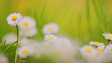 Papatya tarlasına yakın papatya çiçeği manzarası. 4k görüntü.