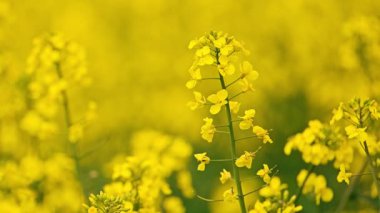 Kolza tohumu tarlası, kanola çiçekleri. 4k görüntü.