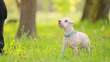 Parkta koşan minyatür beyaz Schnauzer köpeği, 4K görüntü.