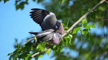 Bir dala tünemiş iki güvercin, neşeli bir dövüşte kanatlarını çırparak, parlak güneş ışığı altında 4 bin ağır çekimde yakalandılar.