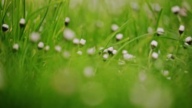 Yakından çekilen papatya tomurcukları yemyeşil çimenler arasında yavaşça sallanıyor, parlak güneş ışığı altında 4K yavaş çekimde, doğanın güzelliğini vurguluyor..