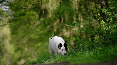 Görkemli bir Alabai köpeği yeşil bir parkta yavaşça yürüyor, 4K yavaş çekimde çekiliyor, bu video ürünün gücünü ve zarafetini barışçıl bir ortamda vurguluyor.
