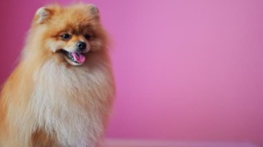 Kabarık tüylü bir Pomeranian Spitz, canlı pembe bir arka plana karşı şakacı bir şekilde hareket ederek, evcil hayvan severler için sevimli ve göz alıcı bir görüntü yaratır.