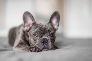 Gri bir Fransız Bulldog bir yatakta huzur içinde dinleniyor, rahat ve sakin bir anı yakalıyor.