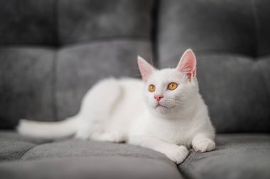 Sarı gözlü beyaz kedi rahat bir ortamda gri bir kanepeye uzanır.