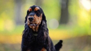 Siyah ve bronz renkli İngiliz Spaniel 'in yavaş çekimde 4K portresi. Arka planda doğa var.
