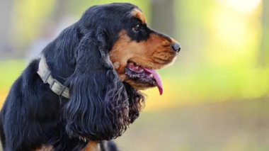 İngiliz Spaniel 'inin açık hava ortamında siyah ve bronzlaşmış 4K' sı.