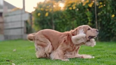 İngiliz Spaniel neşeyle zıplıyor, canlı yeşil çimlerde oynuyor, yavaş çekimde 4K