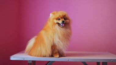 Bakım masasında oturan mutlu Pomeranya köpekleri..