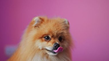 Kabarık tüylü bir Pomeranian Spitz, canlı pembe bir arka plana karşı şakacı bir şekilde hareket ederek, evcil hayvan severler için sevimli ve göz alıcı bir görüntü yaratır.