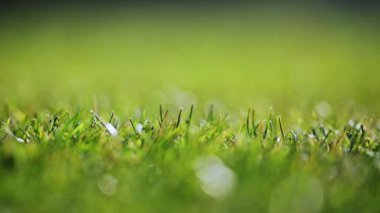 Yavaş çekimde güzel bokeh ile yemyeşil çimen 4K