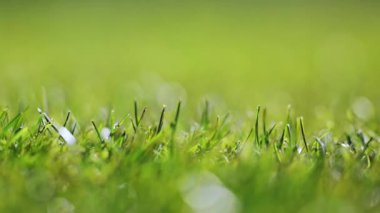 Yavaş çekim 4K canlı çim yakalama yumuşak bokeh etkisi