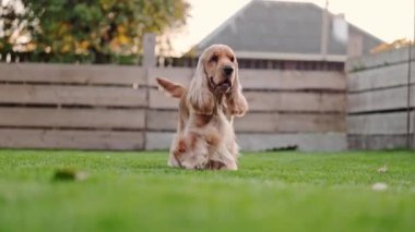 İngiliz Spaniel yeşil çimlerde koşuyor, zıplıyor ve mutluluk saçıyor.