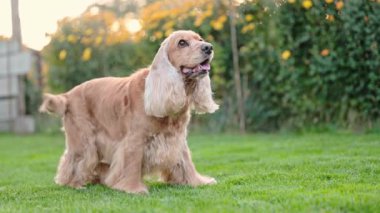 Enerjik İngiliz Spaniel neşeyle zıplıyor ve yavaş çekimde yemyeşil çimlerde oynuyor.