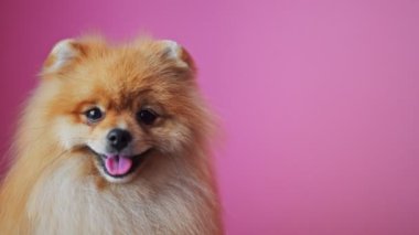 Pembe arka planda Pomeranian köpek portresi.