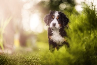 Bernese Dağ Köpeği bahçedeki yemyeşil çimlerde oturuyor, açık havanın tadını çıkarıyor.