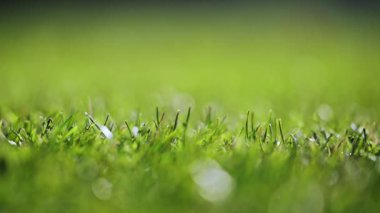 Serene 4K yavaş çekim yeşil çimen ve yumuşak, rüya gibi bokeh