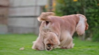 Mutlu İngiliz Spaniel 'i çimlerin üzerinde hoplayıp zıplıyor. 4 bin ağır çekimde.