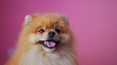 Pembe arka planda kırmızı köpek portresi.