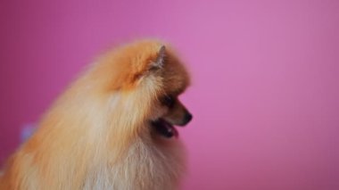 Pembe arka planda kırmızı komik köpek portresi.
