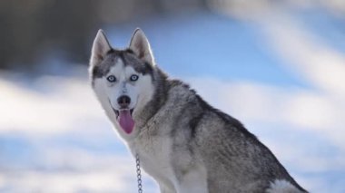 Karlı bulanık Husky, mavi gözler, yumuşak gülümseme, kış nefesi sisi