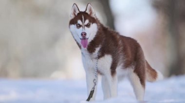 Karlı havada, bir mavi ve bir sarı gözlü bir Husky 'nin yakın çekimi.