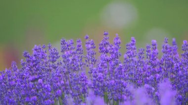 Lavanta yavaşça sallanır yemyeşil arka planda yavaş çekimde, güzel derinlikte ve bulanık