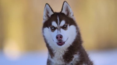 Kış karında poz veren, farklı renkte gözleri olan iri yapılı bir kurt.