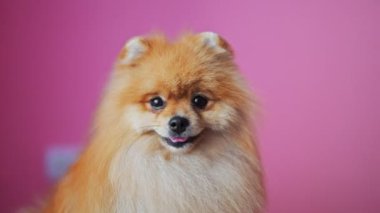 Pembe arka plana karşı kuaförde mutlu Pomeranian 'lar, 4K ağır çekim